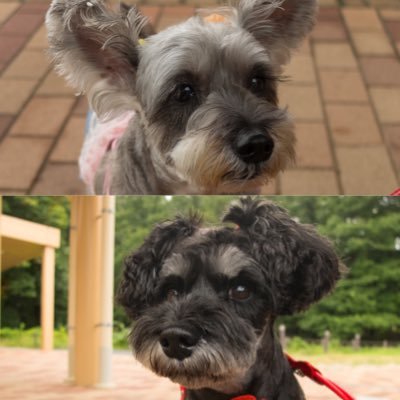 我が家の愛犬はミニチュアシュナウザーのプリン(23年4月に他界)、チェリー(14歳)。 日本人のための民主主義をつかむため、歴史に、政治に関心を持とう!🟠