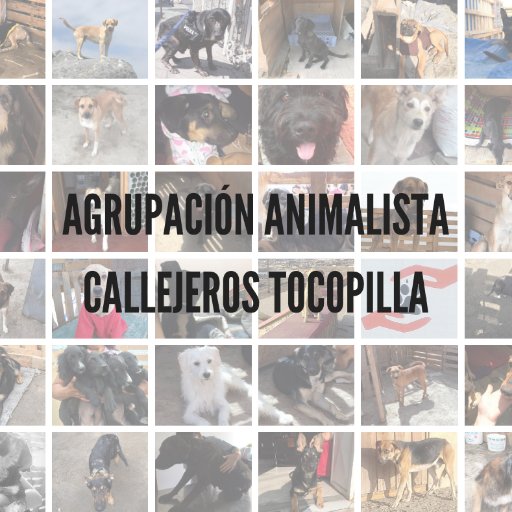 Agrupación Animalista sin fines de lucro que nace en respuesta a la gran cantidad de animales en situación de abandono en nuestra ciudad.