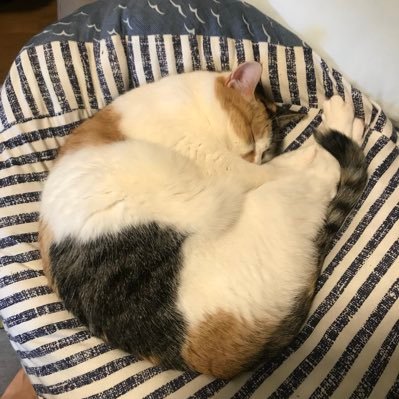 10tentrue's profile picture. #ポケモンユナイト 🦫のカジュ勢です🐬主に夜〜深夜に出没します🪐石器時代☄️のゲーム実況者でTGS招待された事あります🕺🏼