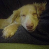 Bleachbath McNothingbuger (@conradbuff) 's Twitter Profile