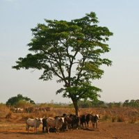 CanadiansforpeaceinCameroon (@canadiansforpe1) 's Twitter Profile