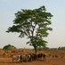 CanadiansforpeaceinCameroon (@canadiansforpe1) Twitter profile photo CanadiansforpeaceinCameroon (@canadiansforpe1) Twitter profile photo