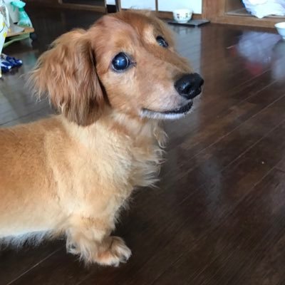迷い犬見つかりました Pa Twitter 迷い犬探してます ペットのミニチュアダックス フンド マロン が18 12 15 土 13時頃から行方不明になりました 場所は熊本県菊池市泗水町です 老犬で両目とも白内障になっていてほとんど目が見えていない状態で歩いている