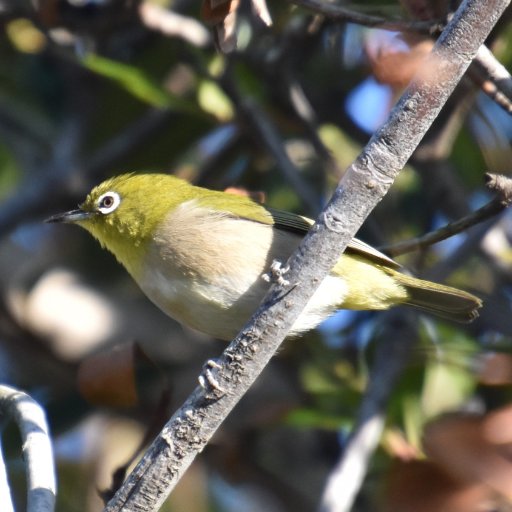 知多半島あたりで野鳥観察をしてるけど、たまに遠出もします。 森の小鳥を追いかけてます。潮の満ち引きを見つつ海岸や干潟にも出没します。 夏期は高原にも行きますが近頃、鳥が少ないと嘆いています。 猛禽やシギチより小鳥が好物です。