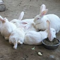 ゆう (@pinya_ta_yu) 's Twitter Profile Photo