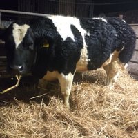 Alan Twomey (@alantwomey1) 's Twitter Profile Photo Alan Twomey (@alantwomey1) 's Twitter Profile Photo
