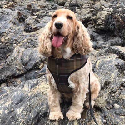 Owner of a English Cocker Spaniel. Coming to terms with being diagnosed with Type 2 Diabetes