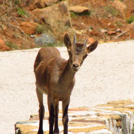 Campaign for #SierraBermeja (#Estepona #Malaga #Andalucia #Spain) to be granted #NationalPark status on the basis of its unique #peridotite #geology and @botany