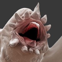 Nature Is Weird (@naturelsweird) 's Twitter Profile