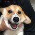 キウイ🐶(Corgi) (@dwarfdogkiwi) Twitter profile photo キウイ🐶(Corgi) (@dwarfdogkiwi) Twitter profile photo