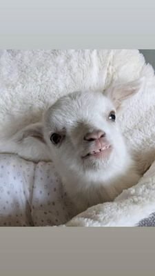 Nacho48913948's profile picture. 