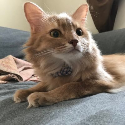 獣医。PhD。🐈と👤のcomparative medicineに興味あり。とくにウイルスと免疫。今は一次臨床にいます!🦠/immunology/feline/cat/vet/CATvocate/cell biology/RNA/coffee/books