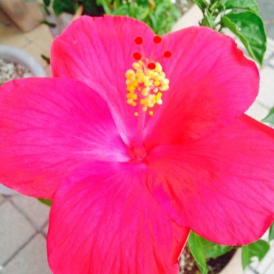 miyuara2's profile picture. 