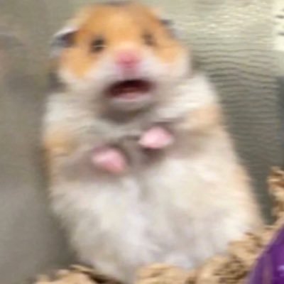 spykid51869866's profile picture. 