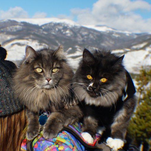 Colorado Adventure Cats - Kitsune and Maneki