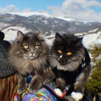 Kitsune Siberian Forest Cats(@KitsuneSFC) 's Twitter Profile Photo