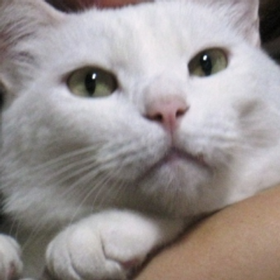 雪猫