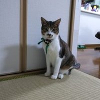 大熊 (@ssmftunjunkrdho) 's Twitter Profile