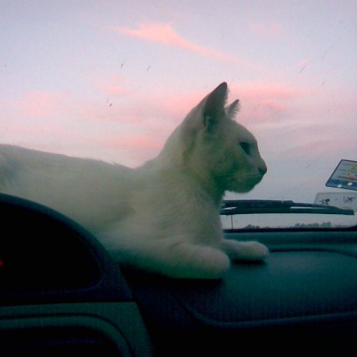 Ysapy2's profile picture. 