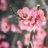 ErnaS86700635's profile image