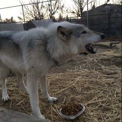 4cornerswolfsa1's profile picture. 