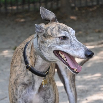 rsg4441's profile picture. Progressive, Sardonic wit, Artistic, Creative, Animal Lover, Proud member of the LGBTQ+ Community.