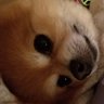 NancyPerlman1's profile picture. Fun, fiesty, & follower of The Golden Rule. Electrocuted surgeon, dog ❤, Philly Sports ❤. #TheResistance #FBR #PRU #Pro-Choice
