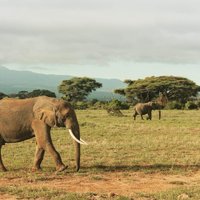 African Safari(@safari_african) 's Twitter Profile Photo