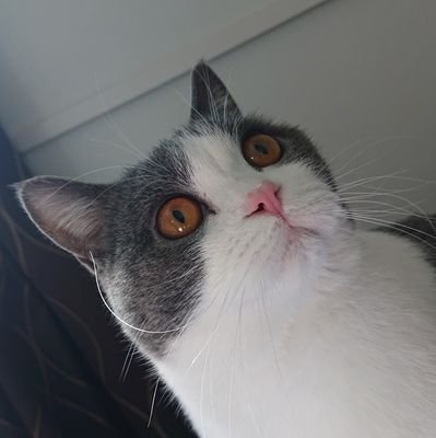 猫飼いたくて引っ越した。動物好き、美味しいもの好き、旅行好き。名古屋住み。ブリティッシュショートヘア。名前はまる。