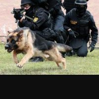 patriot k9 (@handelk9) 's Twitter Profile