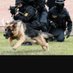 patriot k9 (@handelk9) Twitter profile photo patriot k9 (@handelk9) Twitter profile photo