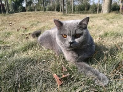 SZ36980527's profile picture. 生于2018年1月3日，国籍英短，民族蓝猫，性别公公