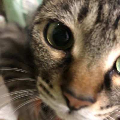 uuweak's profile picture. progateでjs/html/css/Swift/python/勉強中！グラフィックも勉強中。プログラミング勉強しているひといたらフォローされたいです🐸プログラミング勉強の日々を松岡修造のように熱くツイートします。プログラミングスクール探しているので、知ってる方、情報ください！