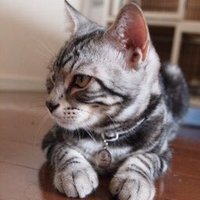 ぐんぺい (@crdy) Twitter profile photo