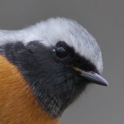 tekiorinature1's profile picture. 鳥見中心のネーチャー系のアカウント。鳥は色付きのヒタキなど好みです。最近シギチ始めました。たまに星景もチャレンジ中。撮影機材はSony A1Ⅱ、A6700、400-800、100-400 etc.双眼鏡はライカ・ツァイス・コーワ・ニコンなど30台過ぎてから怖くて数えていない。