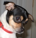 Doggie Daze!  Where it's all about the furry family members!