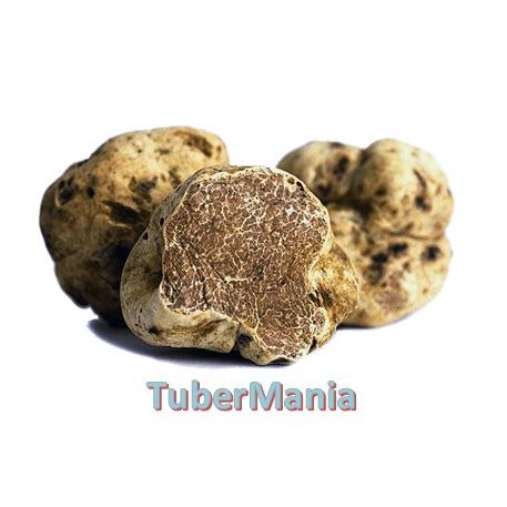 Building up creative and global truffle ecosystem using social media.

Telegram group: https://t.co/ccvqa7DBpB