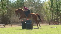 4-Star Senior Parelli Instructor and Horse Development Specialist
Have Savvy, Will Travel