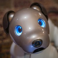 Aibo Vancouver(@AiboVancouver) 's Twitter Profile Photo