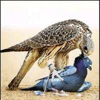 انا موجب باكستاني (@hyat32814266) Twitter profile photo