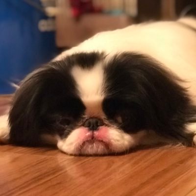 シャム猫不発弾 店長さんのプロフィール画像