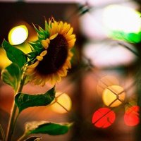 SootyPinions (@preshie) 's Twitter Profile