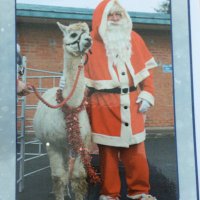 Ginnie Meakin (@cotsvalealpacas) 's Twitter Profile