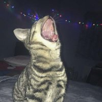 Naomi Bos (@naomibos) 's Twitter Profile Photo