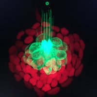 Lush_Biology (@lush_biology) 's Twitter Profile Photo