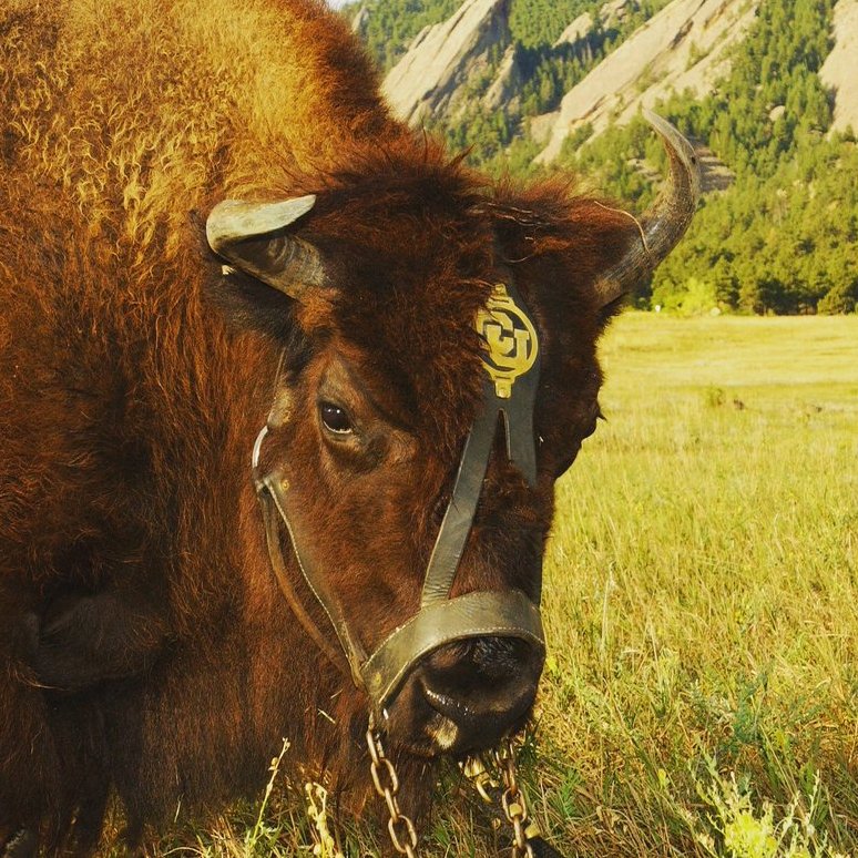 prestonbailey_b's profile picture. 