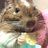 あくびちゃん🐹🐀🐶💊筋トレ運動のアイコン