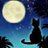 野良猫@9月11日〜30日野良猫写真展ブルズバー、9月14日野良猫SMトークショー金色鮫のアイコン