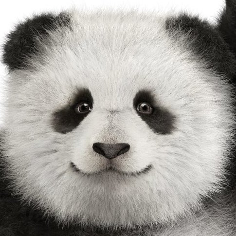 pjandara's profile picture. 