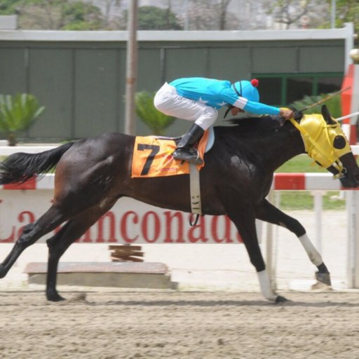 tellaerre's profile picture. COOPERATIVAHYG3000